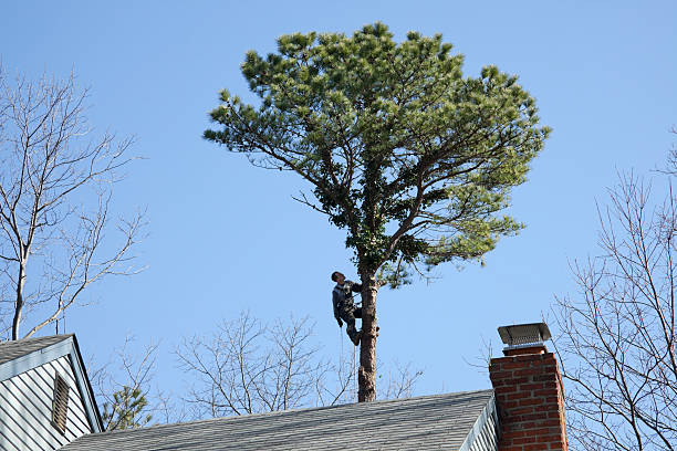 Trusted Manila, AR Tree Removal Services Experts