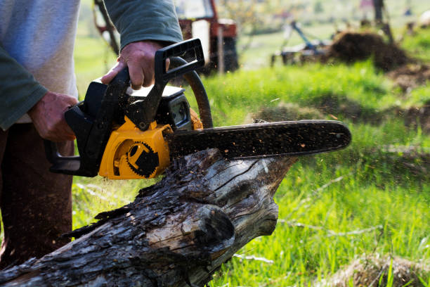 How Our Tree Care Process Works  in  Manila, AR